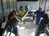 (11/05/2016) - Nice Striped Bass